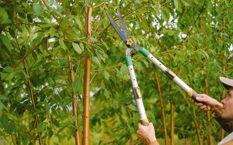 Tree trimming in Chugwater, WY